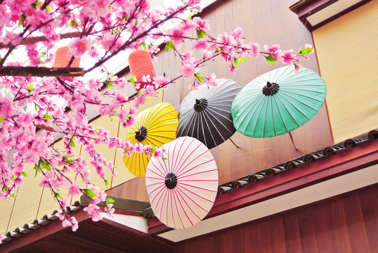Sakura flower with wooden umbrella and house background