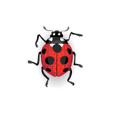 Colorful vector drawing of red ladybird.