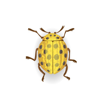 Colorful vector drawing of yellow ladybird.