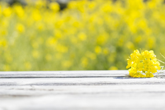 菜の花とテーブル