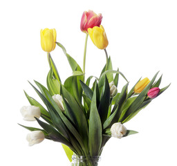 Fototapeta premium tulips on white background