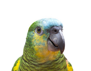 Fototapeta premium parrot isolated