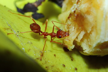 Ant