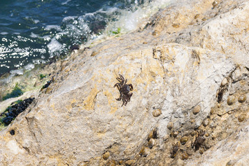 Little Crab on th rock