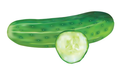 fresh cucumber and slice of cucumber for salad