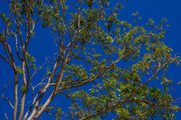 Árvore e céu