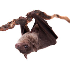 Egyptian fruit bat isolated on white