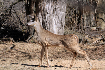 White-tailed Deer