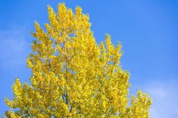 Autumn leaves on branch agains sky