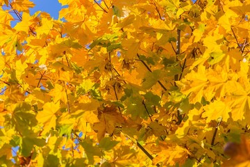 Autumn leaves on branch agains sky