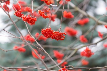 Red rowan berries
