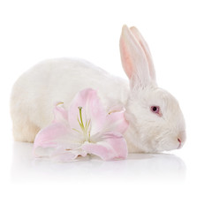 White rabbit and white-pink lily.