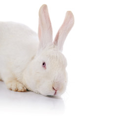 Portrait of a white rabbit with red eyes.