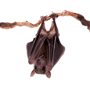 Egyptian fruit bat isolated on white