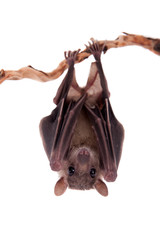 Egyptian fruit bat isolated on white - obrazy, fototapety, plakaty
