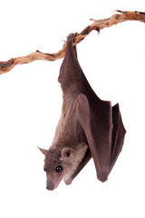 Egyptian fruit bat isolated on white © Farinoza