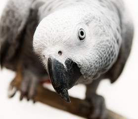 Obraz premium African Grey Parrot