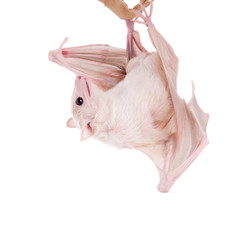 Egyptian fruit bat isolated on white