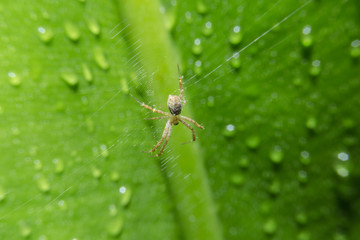 Spider on web with close up detailed view.