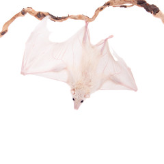 Egyptian fruit bat isolated on white