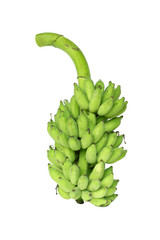 Banana bunch still green isolated in white background.
