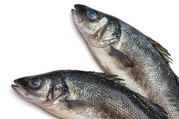 Sea bass fish on withe background