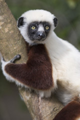 Sifaka lemur on a tree