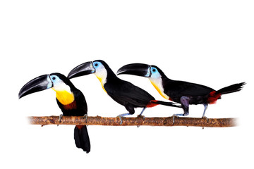 Channel-billed toucan isolated on white