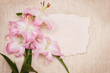 Naklejka na ściany i meble lily flower