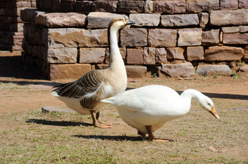 Two geese at Great Buddhist Stupa in Sanchi, India