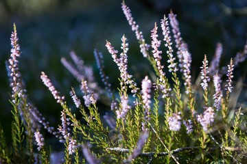 Obraz premium Blooming heather