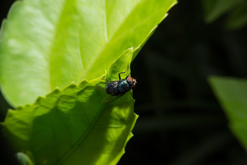 Fly holding on green leaf with close up detailed view.
