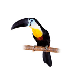 Toucan à bec de canal isolated on white