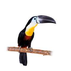 Channel-billed toucan isolated on white