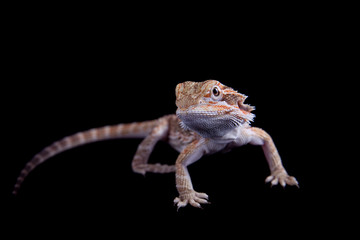 Small bearded dragon isolated on black