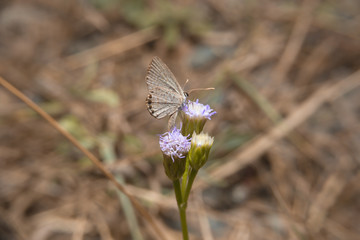 Butterfly holding on flower with close up detailed view.