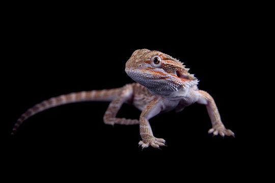 Small bearded dragon isolated on black