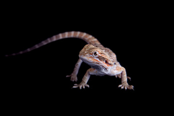 Small bearded dragon isolated on black
