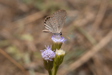 Butterfly holding on flower with close up detailed view.