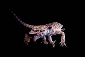 Small bearded dragon catching cricket, isolated on black