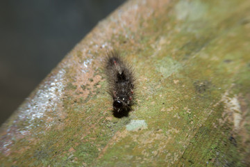 Warm walking on the floor with close up detailed view.