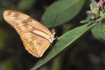 papillon Dryas iulia aux ailes deployées
