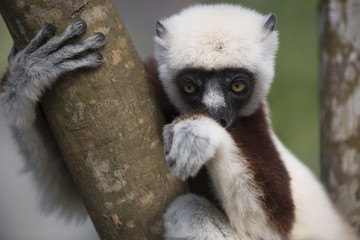 Sifaka lemur on a tree