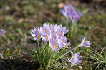 Crocus