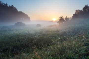 Nebeliger Morgen auf polnischer Wiese
