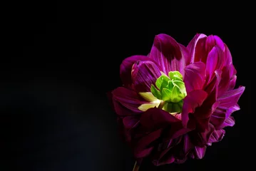 Wandcirkels plexiglas Purple dahlias flower on black background. © Hanna Aibetova