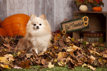 Fall Pomeranian