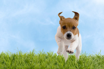 Jack Russell Terrier Welpe springt über Wiese