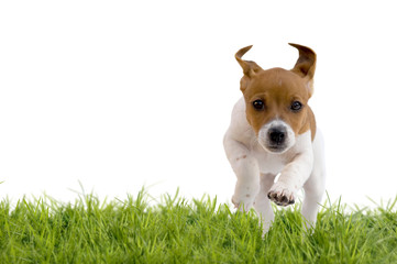 Jack Russell Terrier Welpe springt über Wiese