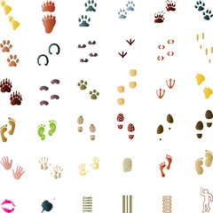 Abdruck, Spur, Pfote, Tatze, Sammlung
